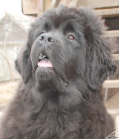 Фото: ньюфаундленд Дар Свезы Бриллиант Идеа (Dar Svezy Brilliant Idea)