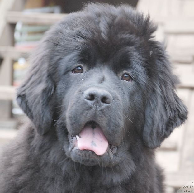 Фото: ньюфаундленд Дар Свезы Бриллиант Идеа (Dar Svezy Brilliant Idea)