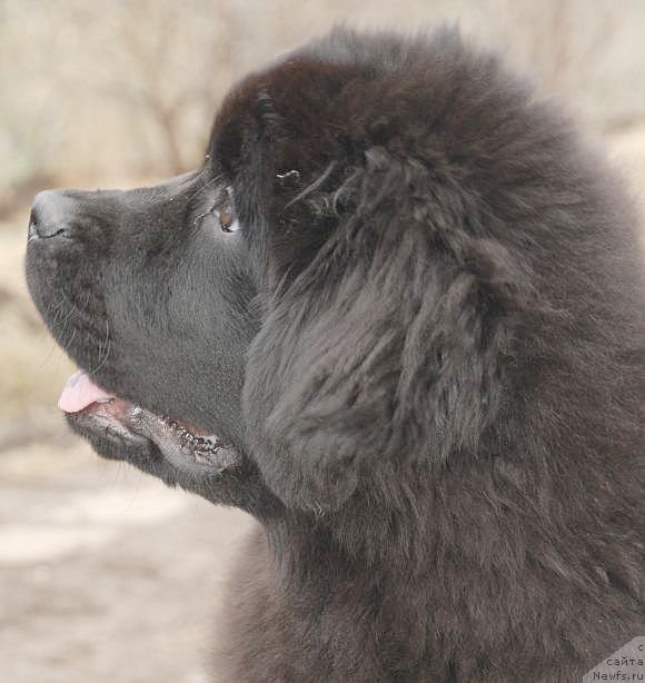 Фото: ньюфаундленд Дар Свезы Бриллиант Идеа (Dar Svezy Brilliant Idea)