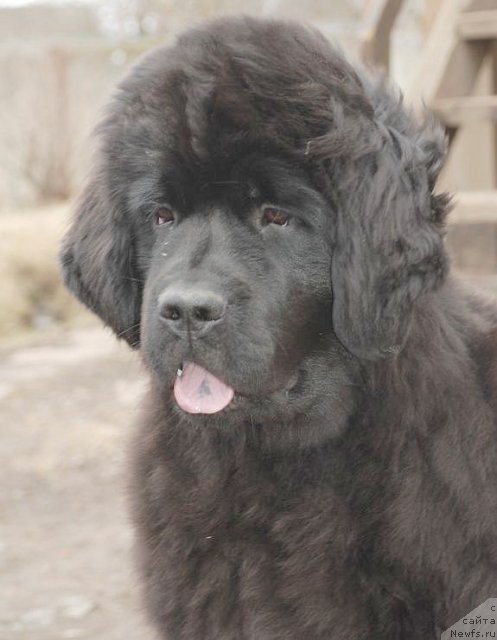 Фото: ньюфаундленд Дар Свезы Бриллиант Идеа (Dar Svezy Brilliant Idea)