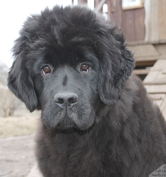 Фото: ньюфаундленд Дар Свезы Бриллиант Идеа (Dar Svezy Brilliant Idea)