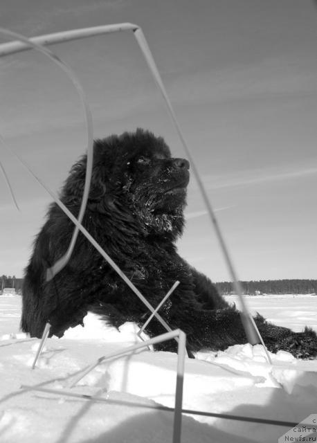 Фото: ньюфаундленд Юган с Тоянова Городка (Ygan s Toyanova Gorodka)