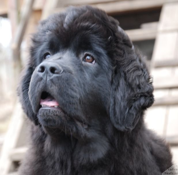 Фото: ньюфаундленд Дар Свезы Бриллиант Идеа (Dar Svezy Brilliant Idea)