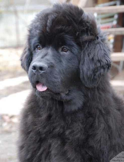 Фото: ньюфаундленд Дар Свезы Бриллиант Идеа (Dar Svezy Brilliant Idea)