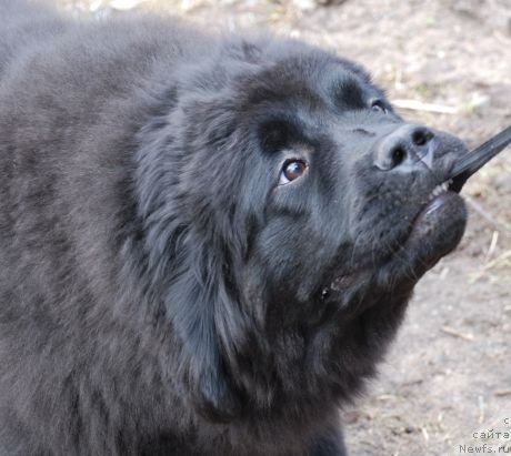 Фото: ньюфаундленд Дар Свезы Бриллиант Идеа (Dar Svezy Brilliant Idea)