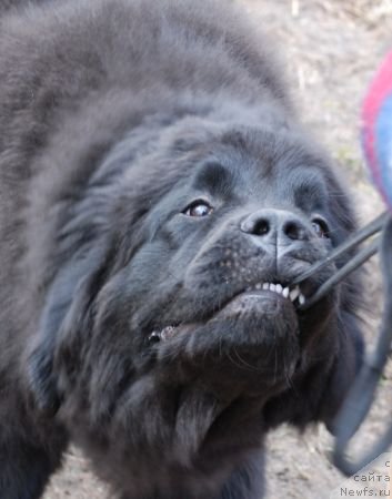 Фото: ньюфаундленд Дар Свезы Бриллиант Идеа (Dar Svezy Brilliant Idea)