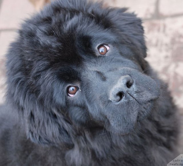 Фото: ньюфаундленд Дар Свезы Бриллиант Идеа (Dar Svezy Brilliant Idea)