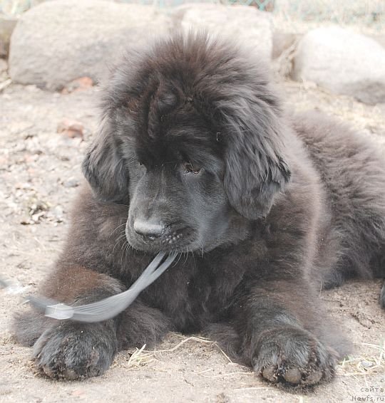 Фото: ньюфаундленд Дар Свезы Бриллиант Идеа (Dar Svezy Brilliant Idea)