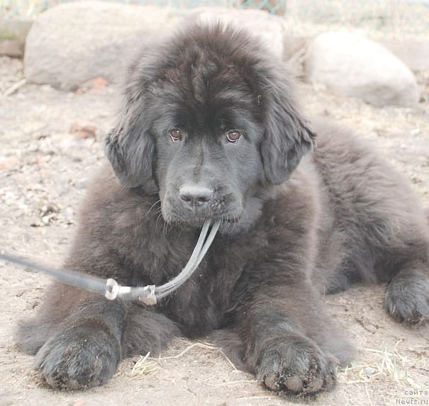 Фото: ньюфаундленд Дар Свезы Бриллиант Идеа (Dar Svezy Brilliant Idea)