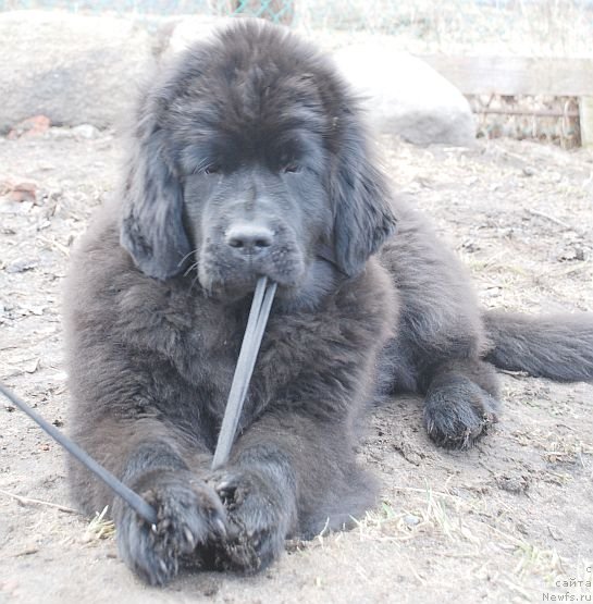 Фото: ньюфаундленд Дар Свезы Бриллиант Идеа (Dar Svezy Brilliant Idea)