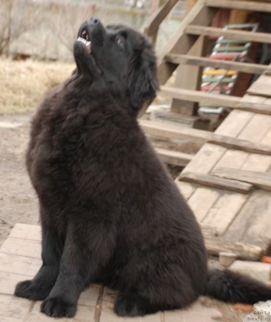 Фото: ньюфаундленд Дар Свезы Бриллиант Идеа (Dar Svezy Brilliant Idea)