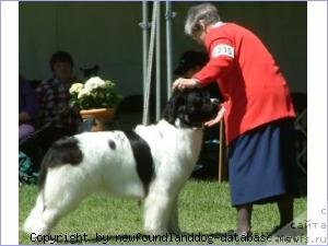 Фото: Topmasts Holds A Ceilidh