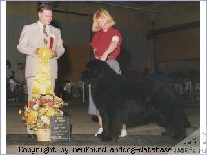 Фото: ньюфаундленд Abbyacres Duncan McIver