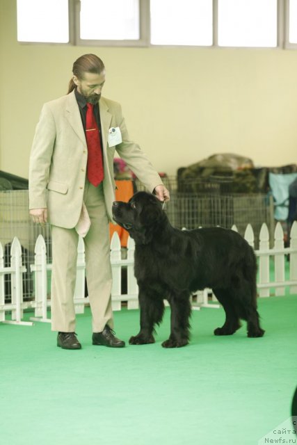 Фото: ньюфаундленд Акватория Келвин Кадриль (Aquatoriya Kelvin Kadril)