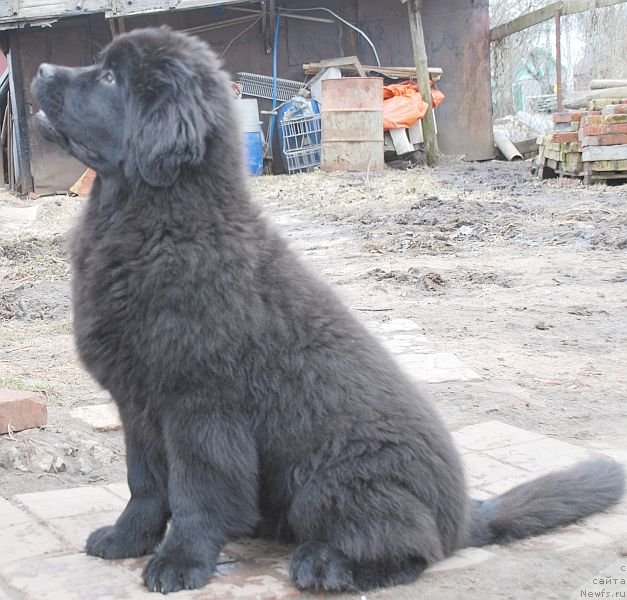 Фото: ньюфаундленд Дар Свезы Бриллиант Идеа (Dar Svezy Brilliant Idea)