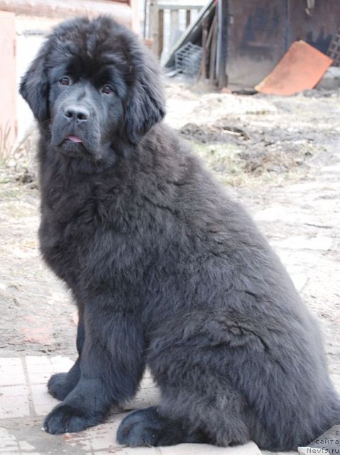 Фото: ньюфаундленд Дар Свезы Бриллиант Идеа (Dar Svezy Brilliant Idea)