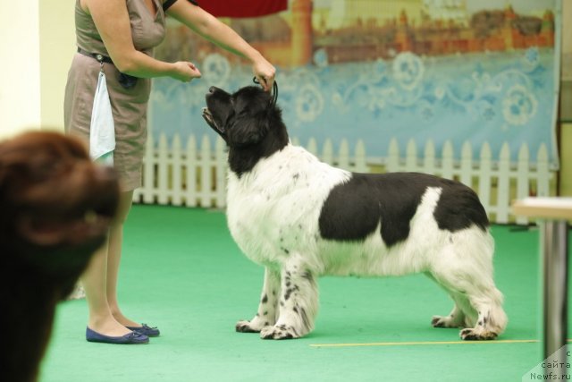 Фотография № 93805