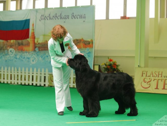 Фото: ньюфаундленд Акватория Келвин Ламборджини (Aquatoriya Kelvin Lambordghini)