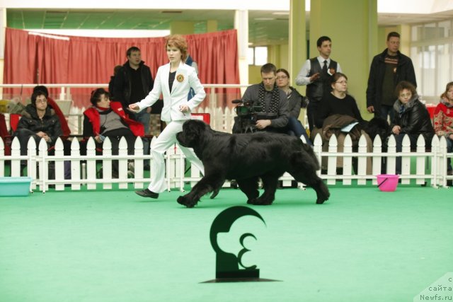 Фото: ньюфаундленд Акватория Келвин Ламборджини (Aquatoriya Kelvin Lambordghini)
