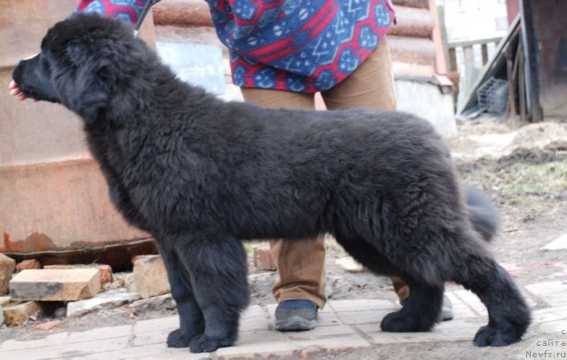 Фото: ньюфаундленд Дар Свезы Бриллиант Идеа (Dar Svezy Brilliant Idea)