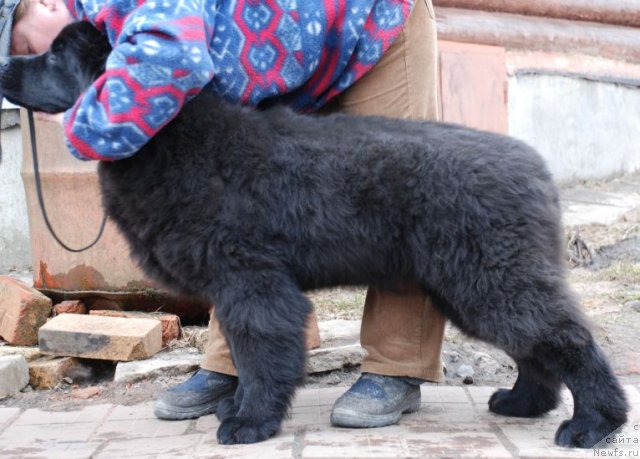 Фото: ньюфаундленд Дар Свезы Бриллиант Идеа (Dar Svezy Brilliant Idea)