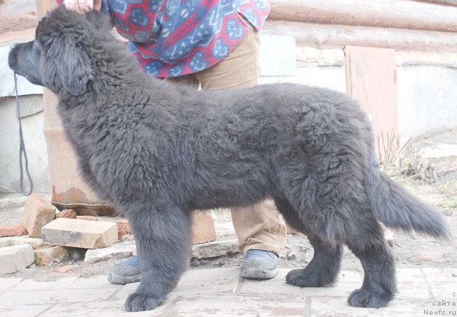 Фото: ньюфаундленд Дар Свезы Бриллиант Идеа (Dar Svezy Brilliant Idea)