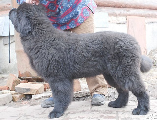 Фото: ньюфаундленд Дар Свезы Бриллиант Идеа (Dar Svezy Brilliant Idea)