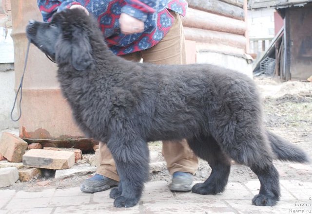 Фото: ньюфаундленд Дар Свезы Бриллиант Идеа (Dar Svezy Brilliant Idea)