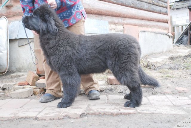 Фото: ньюфаундленд Дар Свезы Бриллиант Идеа (Dar Svezy Brilliant Idea)