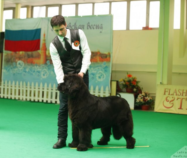 Фото: ньюфаундленд Смигар Нимфея Неотразимая (Smigar Nimfeya Neotrazimaya)