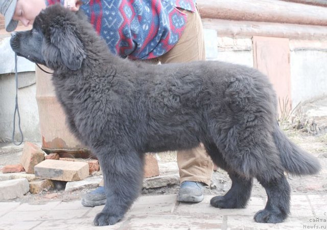 Фото: ньюфаундленд Дар Свезы Бриллиант Идеа (Dar Svezy Brilliant Idea)