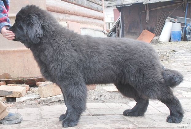 Фото: ньюфаундленд Дар Свезы Бриллиант Идеа (Dar Svezy Brilliant Idea)