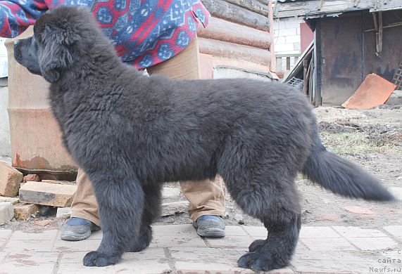 Фото: ньюфаундленд Дар Свезы Бриллиант Идеа (Dar Svezy Brilliant Idea)