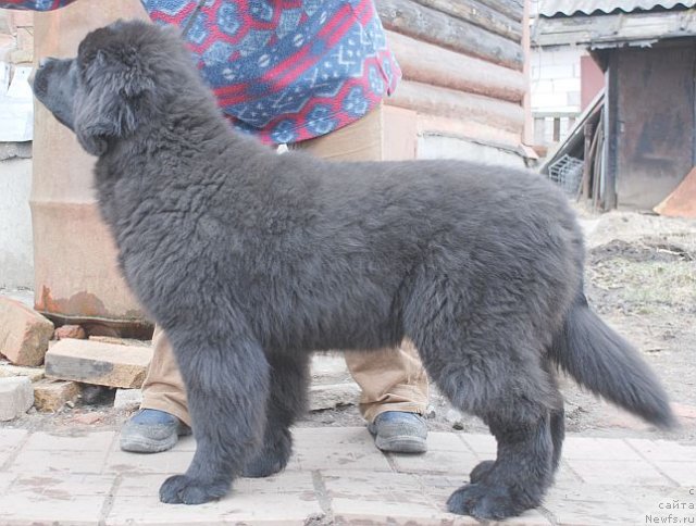 Фото: ньюфаундленд Дар Свезы Бриллиант Идеа (Dar Svezy Brilliant Idea)