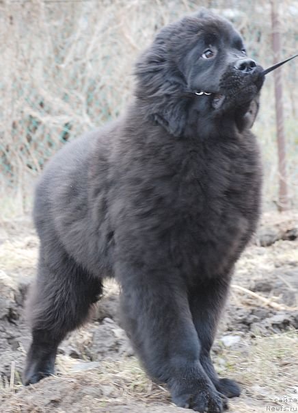 Фото: ньюфаундленд Дар Свезы Бриллиант Идеа (Dar Svezy Brilliant Idea)