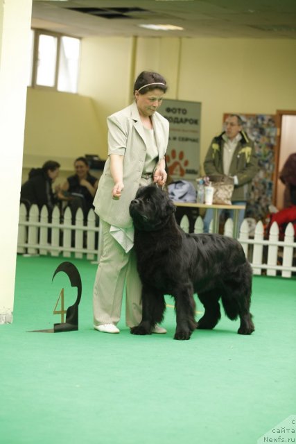 Фото: ньюфаундленд Целого Мира Мало из Аркаима (Tselogo Mira Malo iz Arkaima)