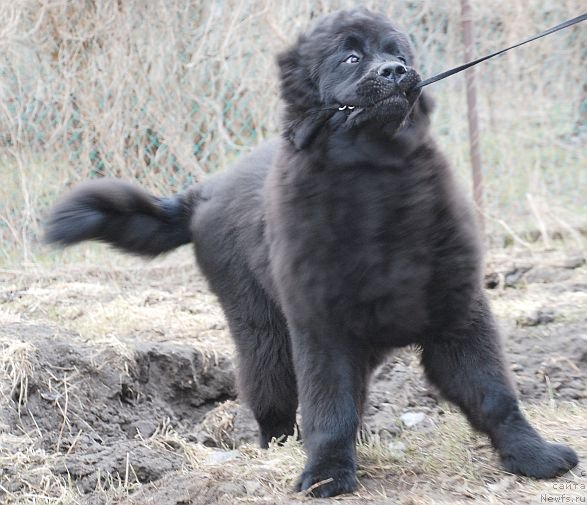 Фото: ньюфаундленд Дар Свезы Бриллиант Идеа (Dar Svezy Brilliant Idea)