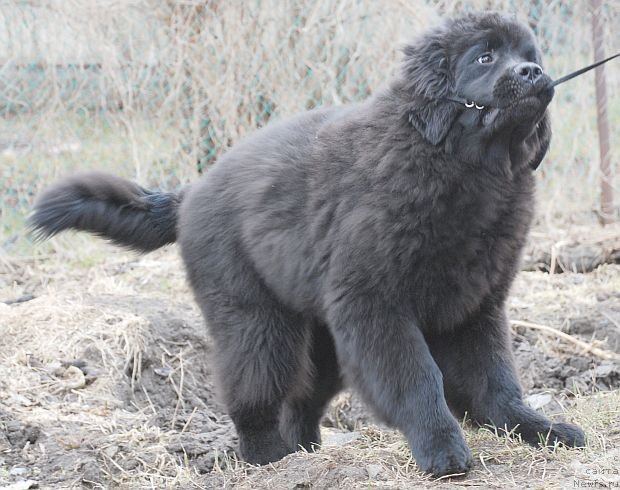 Фото: ньюфаундленд Дар Свезы Бриллиант Идеа (Dar Svezy Brilliant Idea)