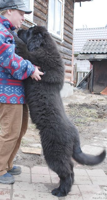 Фото: ньюфаундленд Дар Свезы Бриллиант Идеа (Dar Svezy Brilliant Idea)