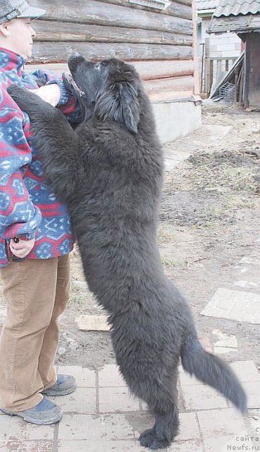 Фото: ньюфаундленд Дар Свезы Бриллиант Идеа (Dar Svezy Brilliant Idea)