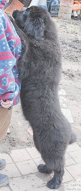 Фото: ньюфаундленд Дар Свезы Бриллиант Идеа (Dar Svezy Brilliant Idea)