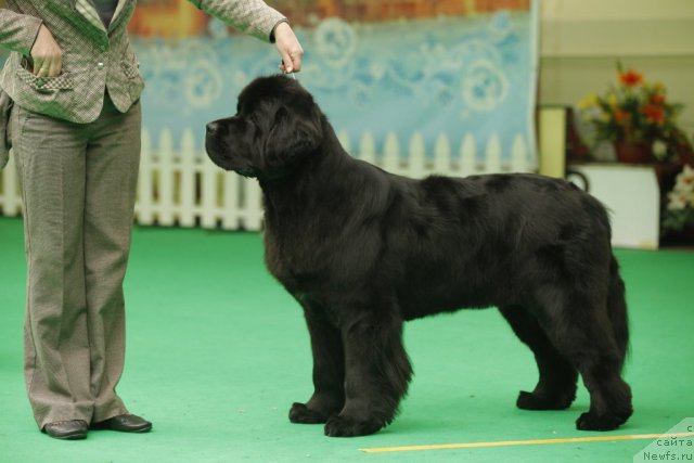 Фотография № 93899