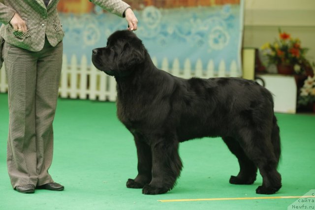 Фото: ньюфаундленд Бегущая по Волнам Ханд Маде (Beguschaya po Volnam Hand Made)