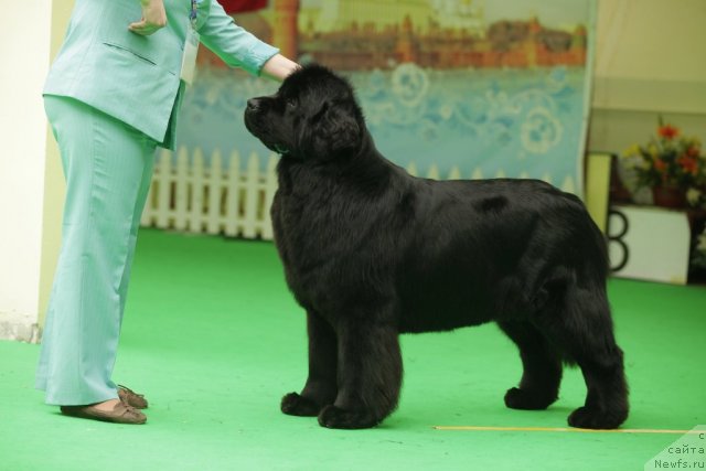 Фотография № 93924