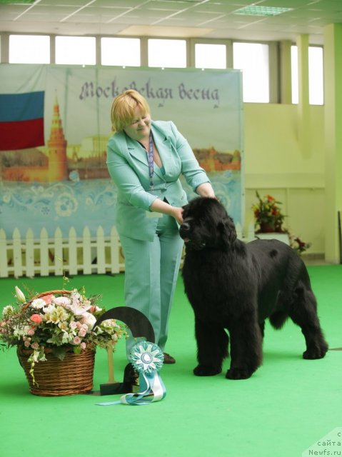 Фото: ньюфаундленд Акватория Келвин Инспирит Лайф (Aquatoriya Kelvin Inspirit Life)