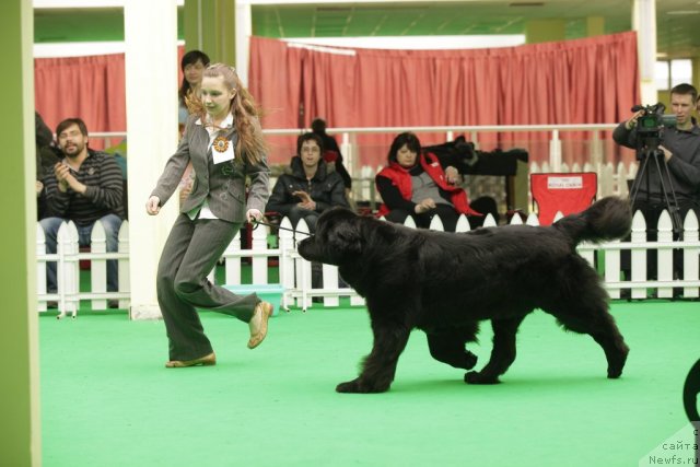 Фото: ньюфаундленд Сент Джонс Дора (Sent Djons Dora)