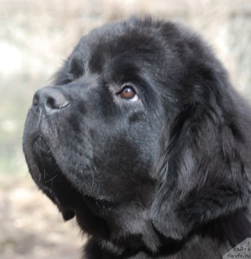 Фото: ньюфаундленд Дар Свезы Белив Ми (Dar Svezy Believe Me)
