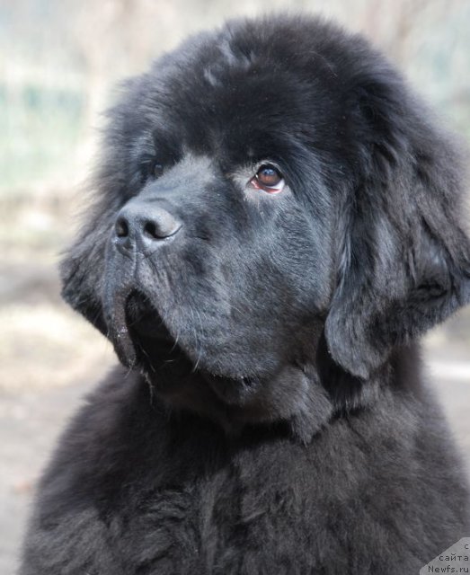 Фото: ньюфаундленд Дар Свезы Белив Ми (Dar Svezy Believe Me)