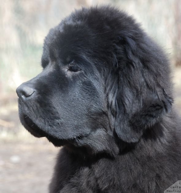 Фото: ньюфаундленд Дар Свезы Белив Ми (Dar Svezy Believe Me)