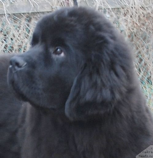 Фото: ньюфаундленд Дар Свезы Белив Ми (Dar Svezy Believe Me)
